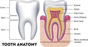 Layers of the tooth